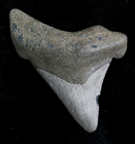 Bargain Angustiden Shark Tooth - #28234